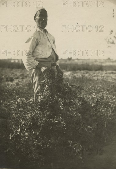 Vetch meadow in Libya.