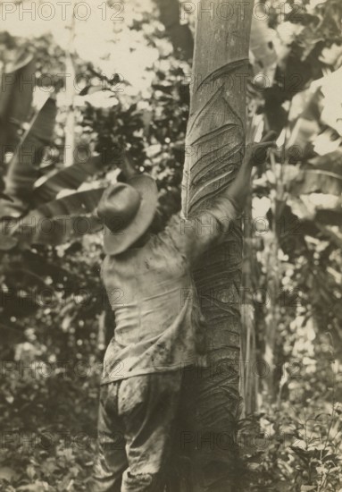 Rubber mining in Venezuela. 
	
		ca.  1930