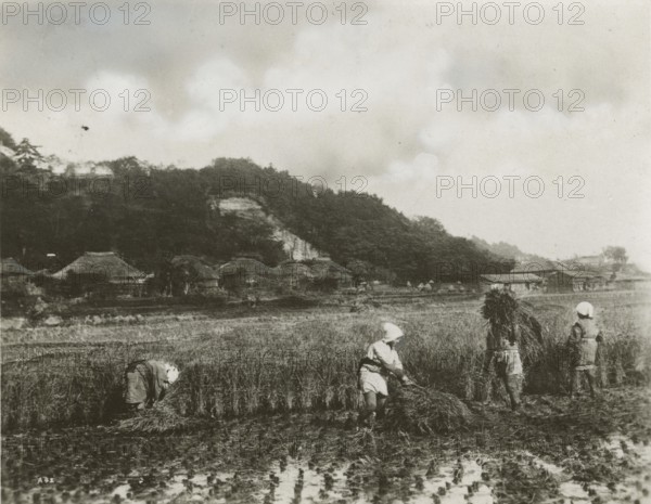 Rice harvest in China. 
	
		1930-1950