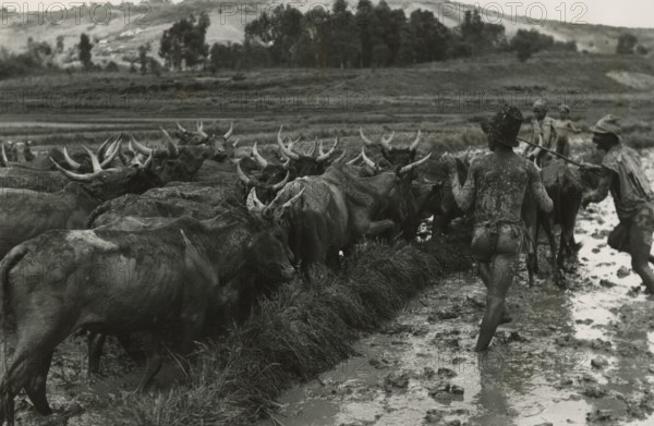 Cattle grazing in the rice field. 
	
		1956 circa