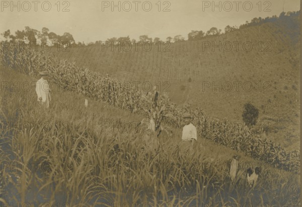 Nucleo Inconfidentes: Arrozal em spigão the lot of an Italian settler. 
	
		1922