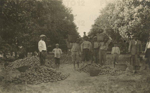 Argentine farm workers at work in an orchard. 
	
		1930