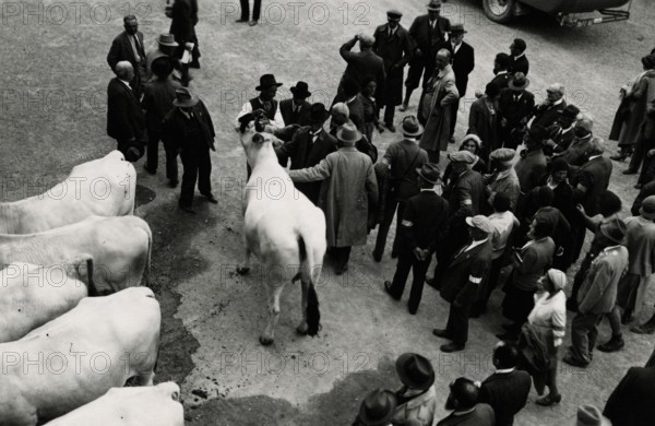 Visit to the Agricultural Institute of Cesena. 
	
		1931