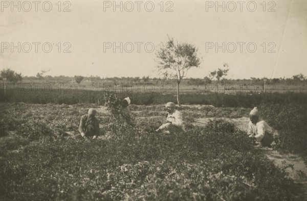 Forage harvesting carried out by indigenous people in the Experimental Institute. 
	
		1924-1943