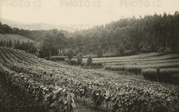 Vineyards, pear trees, eucalyptus trees, and casuarinas in Brazil. 1930