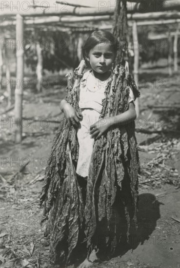 Costa Rican girl with large tobacco leaves. 1951
