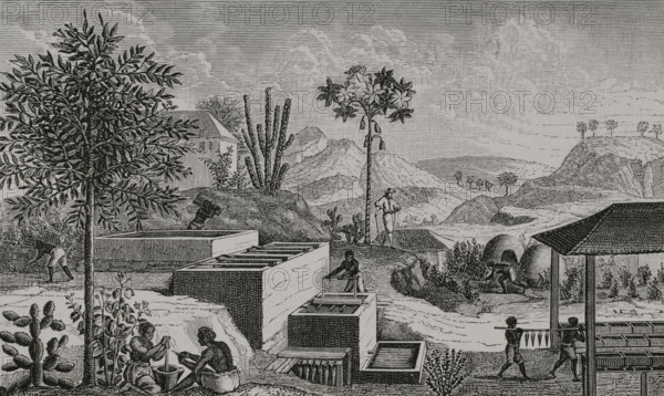Indigo factory in Senegal. Enslaved women worked in the indigo fields, cultivating and maintaining the crop. As for the enslaved men, they usually worked producing the dye from the plants. Engraving by Huyot after Sebastien Leclerc (1637-1714), 1667. XVIIme siecle: lettres, sciences et arts, France 1590-1700 (17th century: letters, sciences and arts), by Paul Lacroix. Published in Paris by Librairie de Firmin-Didot et Cie, 1882.