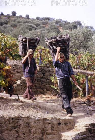 A series of images about port wine production in Portugal c 1960 - men carrying basket of grapes.