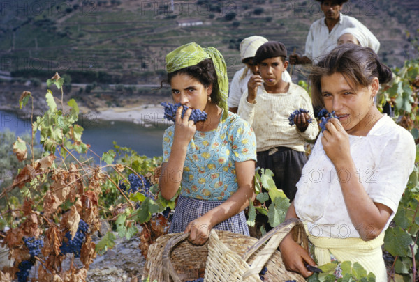 A series of images about port wine production in Portugal c 1960 people harvesting grapes posing pretending to eat them.