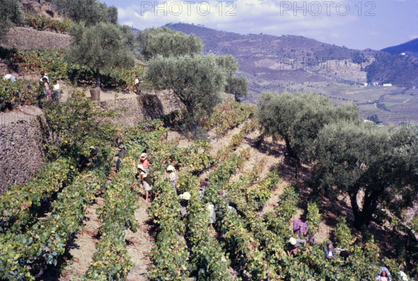 A series of images about port wine production in Portugal c 1960 - people harvesting grapes on steep hillside terraces.