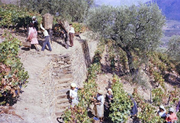A series of images about port wine production in Portugal c 1960 -  people harvesting grapes on steep hillside terraces.