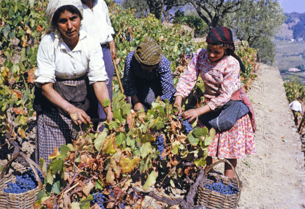 A series of images about port wine production in Portugal c 1960 - women harvesting grapes on steep hillside terraces.