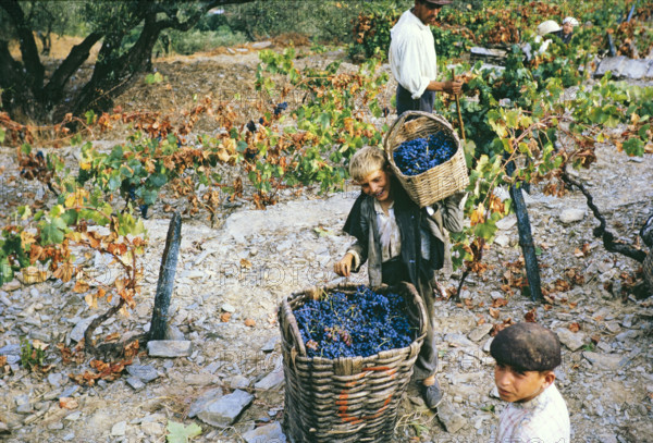 A series of images about port wine production in Portugal c 1960 - a boy adding small basket of grapes to large one.