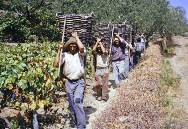 A series of images about port wine production in Portugal c 1960 - men carrying baskets of harvested grapes.