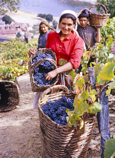 A series of images about port wine production in Portugal c 1960 -people harvesting grapes in baskets.
