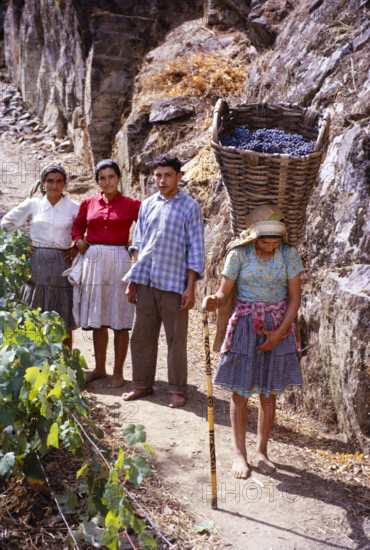 A series of images about port wine production in Portugal c 1960 - family group with young woman carrying heavy basket of grapes.