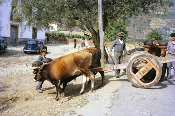 A series of images about port wine production in Portugal c 1960 - traditional ox cart.