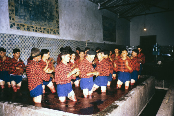 A series of images about port wine production in Portugal c 1960 - men in uniform of shorts and shirt treading grapes.