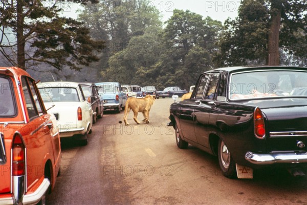 Lins walking past lines of cars at Longleat Safari and Adventure Park, Wiltshire, England, UK 1967.
