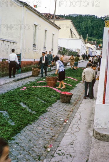 Laying out plants and flowers street religious procession, Procissao de Senhor der Infernos, Furnas, Sao Miguel Island, Azores, Portugal, April 1964.