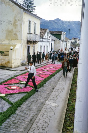 Laying out plants and flowers street religious procession, Procissao de Senhor der Infernos, Furnas, Sao Miguel Island, Azores, Portugal, April 1964.