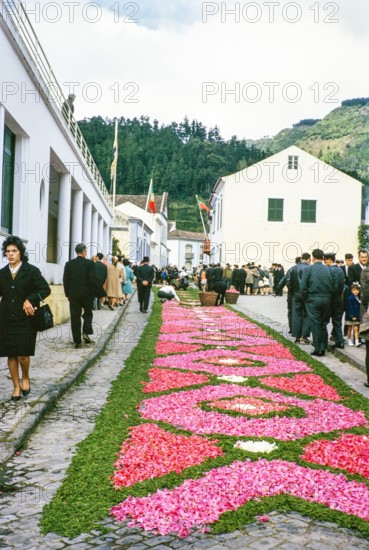 Laying out plants and flowers street religious procession, Procissao de Senhor der Infernos, Furnas, Sao Miguel Island, Azores, Portugal, April 1964.