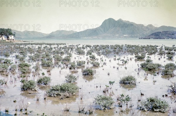 Coastal landscape Tai Po Hoi harbour, New Territories, Hong Kong, Asia, 1964.