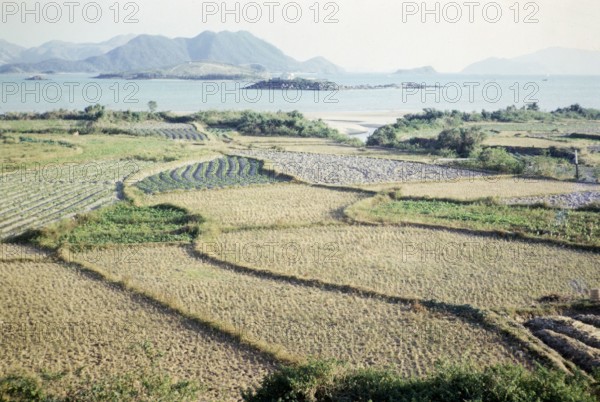 Rice paddy fields and vegetables growing on farmland, Pak Choy, Sai Kung, New Territories, Hong Kong, Asia 1965.