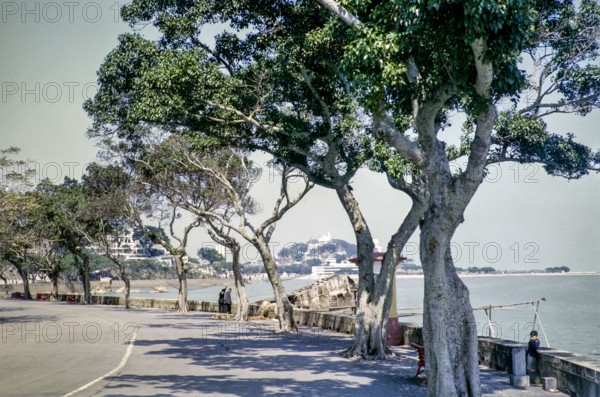 Trees along coastal road of Avenida da Republica, Macau, Asia 1964 now Sai Van Lake, Lago Sai Van.