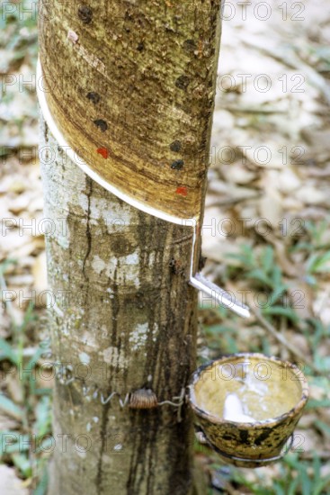 Rubber tree latex dripping down groove cut into tree trunk into collecting cup, Malaysia, south east Asia, 1964.