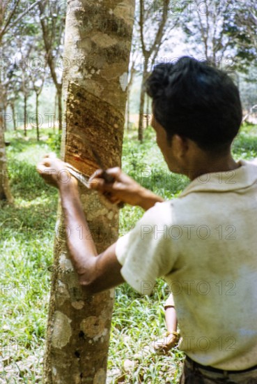 Male rubber tapper stripping off dried latex from rubber tree,  Malaya, Malaysia, south east Asia, 1964.
