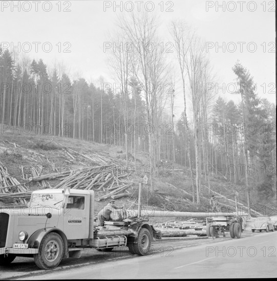 Derforesting to allow road construction: forest Haltiwald NW, 1959