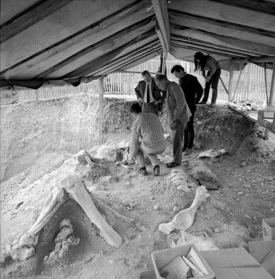 Mammouth skeleton discovery in the Praz-Rodet gravel pit, Le Brassus 1969