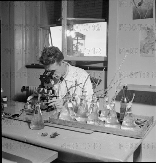 Scientist developping method to combat the San-Jose-coccid 1949