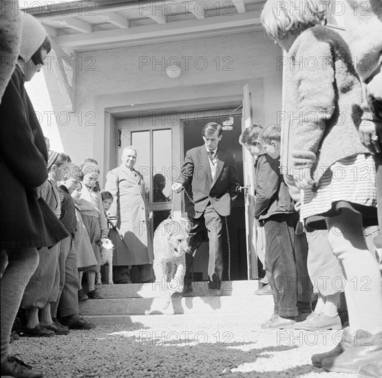 Arbon, cattle-show at school, 1958, Lion