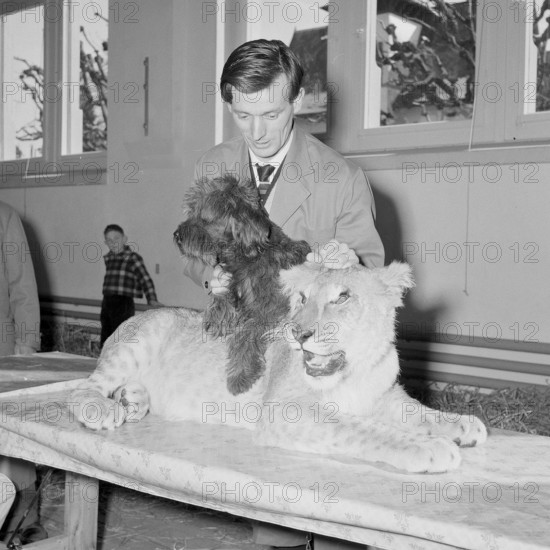 Arbon, cattle-show at school,  1958