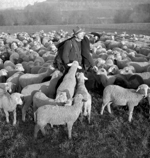 Christmas Eve 1953: Flock of sheep with shepherd