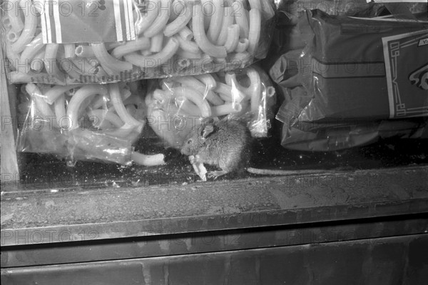 Mice in the window of Denner in Zurich Altstetten 1968