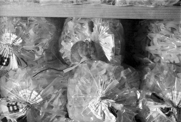 Mice in the window of Denner in Zurich Altstetten 1968