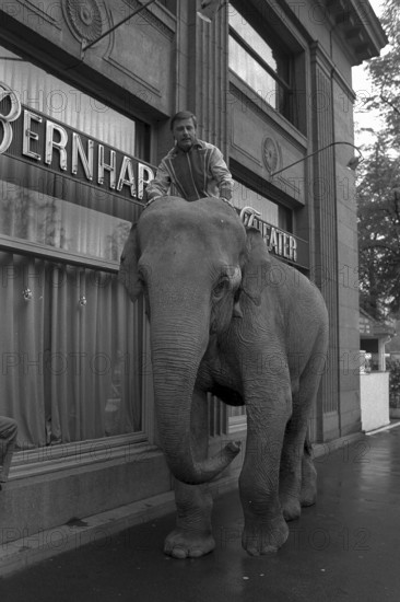 Emil riding on a Circus Knie elephant, Zurich 1977