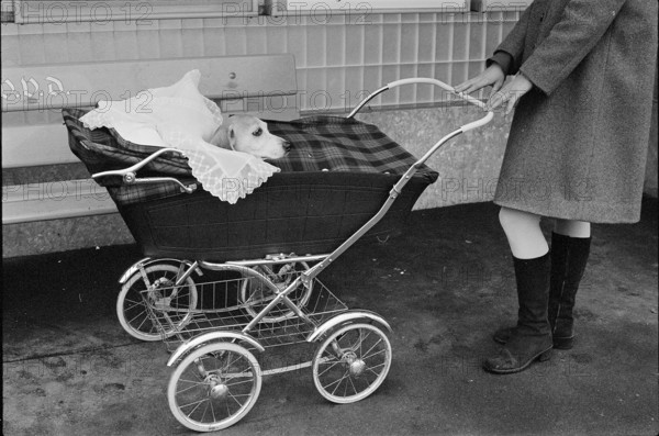 Dog at a pram 1970