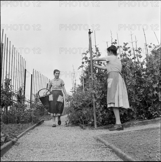Gardening at school for household, Uster 1956