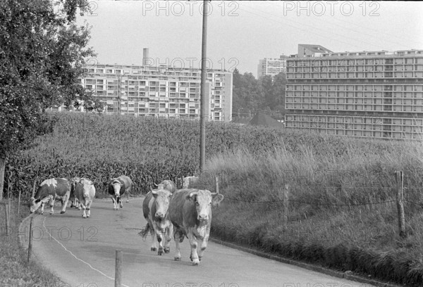Gaebelbach buildings in Berne-Buempliz/Bethlehem, maize field and cows, 1975
