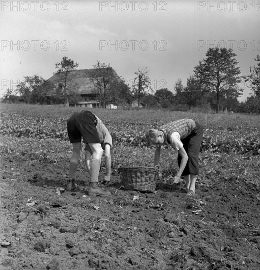 Swiss boy scouts helping in the country 1939