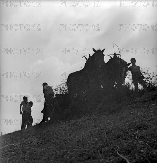 Swiss boy scouts helping in the country 1939