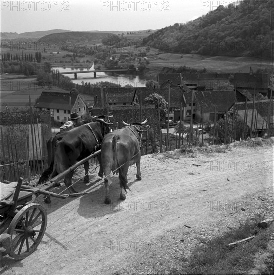 Man leading a team of cows in Ruedlingen 1952