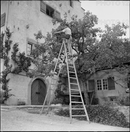 Boy picking cherries, Richterswil 1952