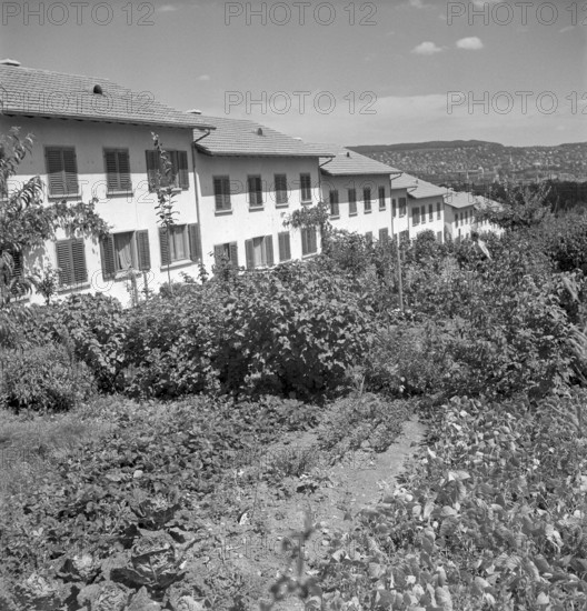 Row house with front garden, housing estate Friesenberg Zurich 1949
