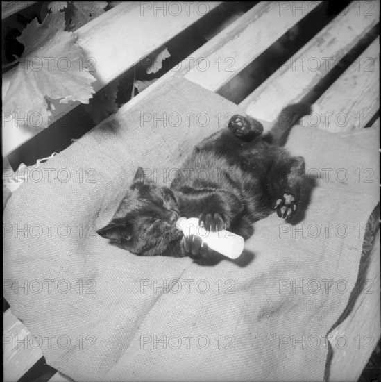 Young cat drinking from a baby bottle 1965