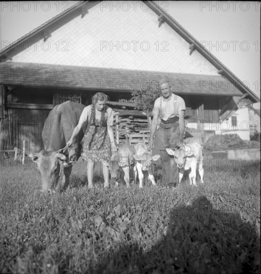 Farmer and girl with cow and calves, triplet in Niederuster 1948